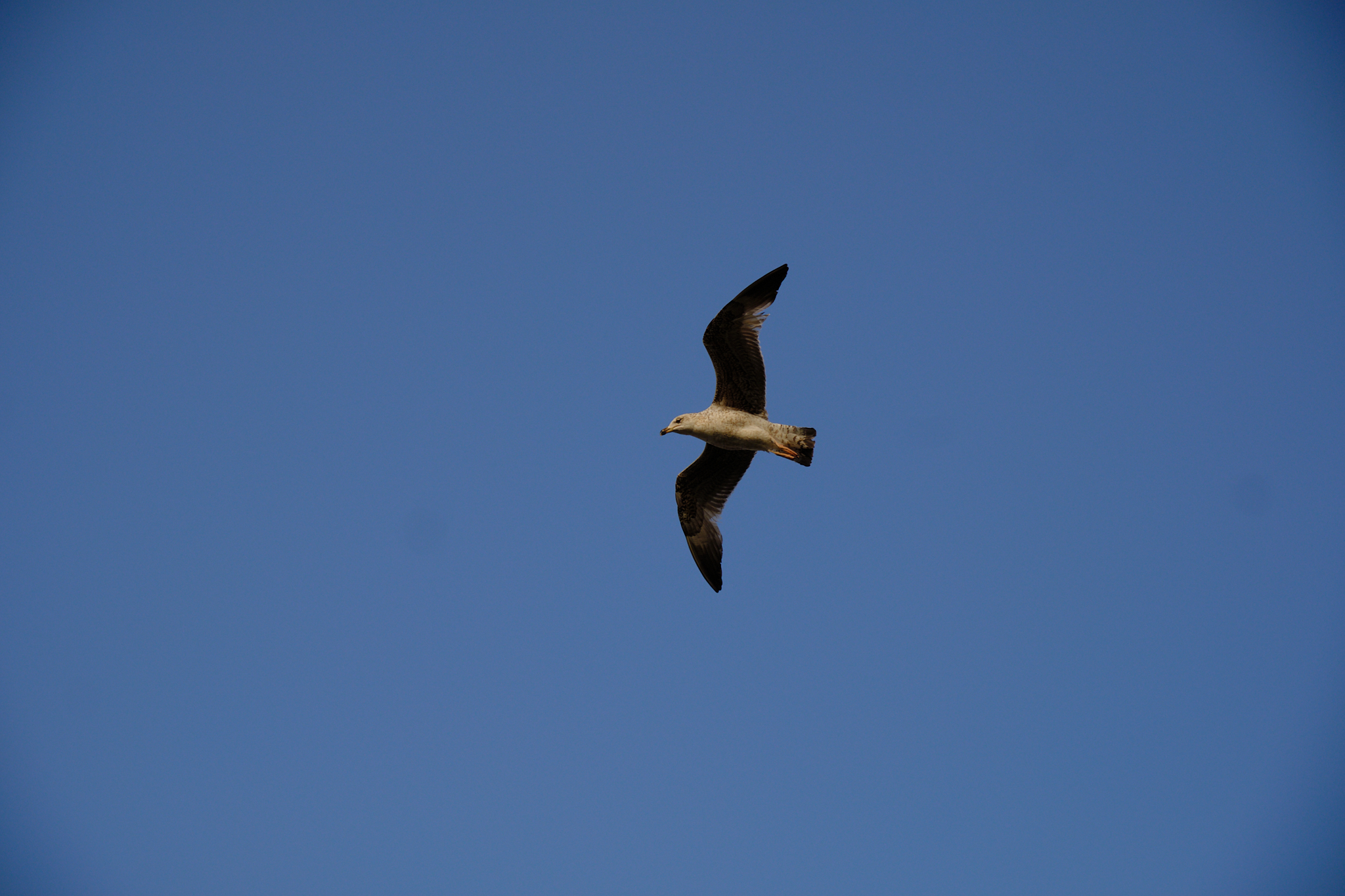 Gull overhead