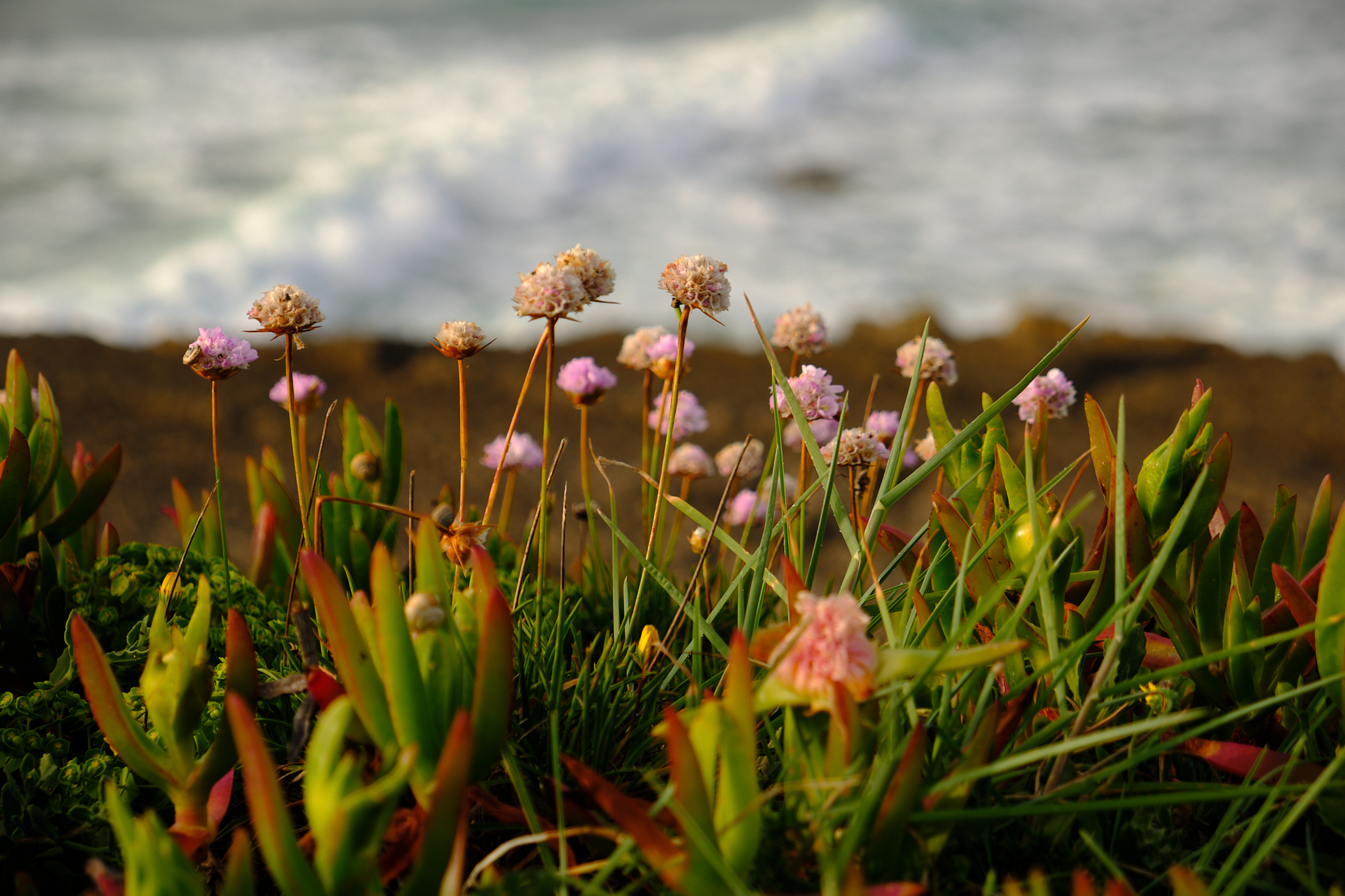 Sea thrift on the cliff edge